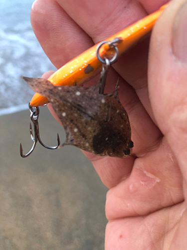 カレイの釣果