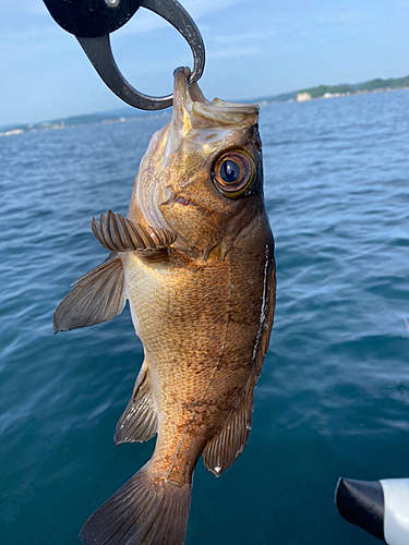 アカメバルの釣果