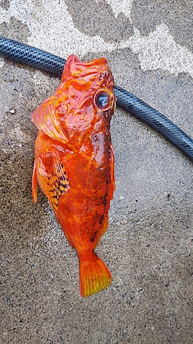 カサゴの釣果