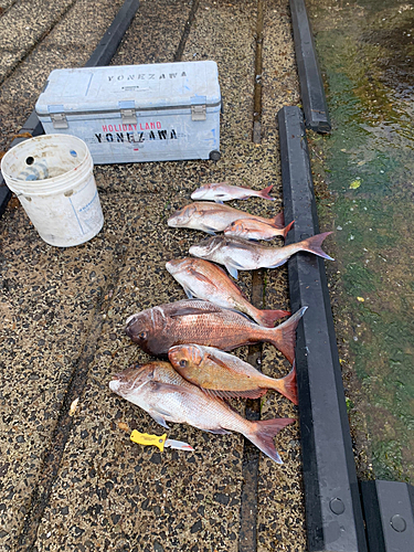 タイの釣果