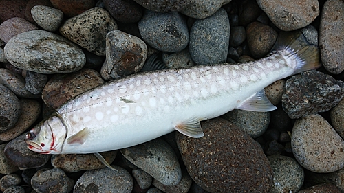 アメマスの釣果