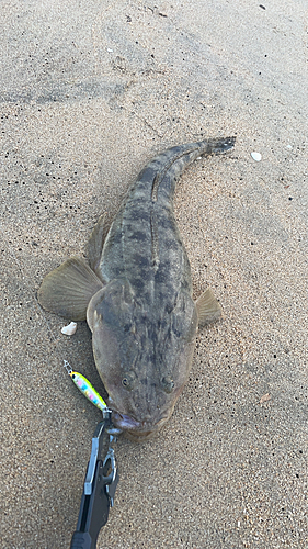 マゴチの釣果