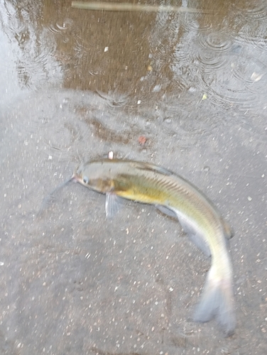 アメリカナマズの釣果