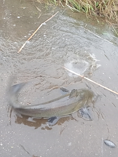 アメリカナマズの釣果