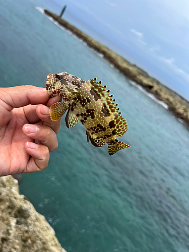 イシミーバイの釣果