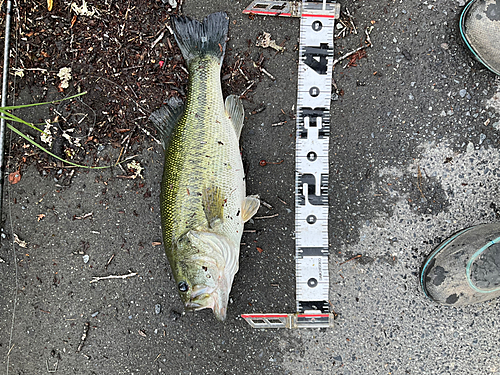 ブラックバスの釣果