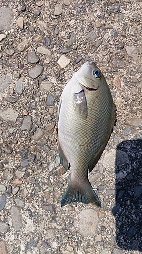 グレの釣果