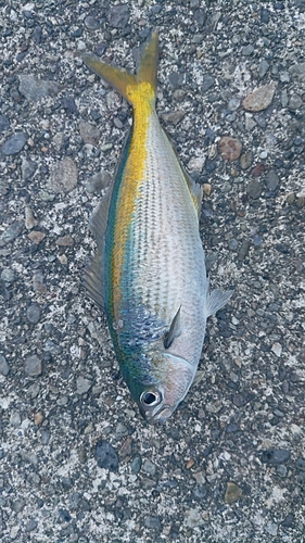 タカベの釣果