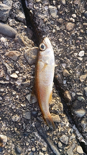 ムツの釣果