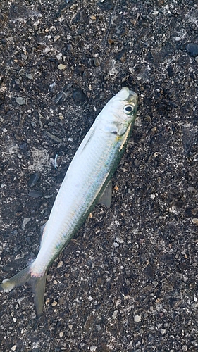 カタクチイワシの釣果