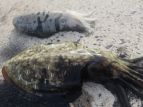 モンゴウイカの釣果