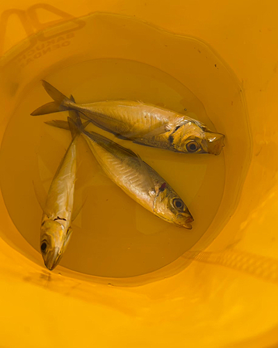 アジの釣果