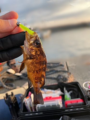 メバルの釣果