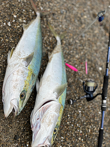 ワラサの釣果