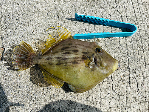 カワハギの釣果