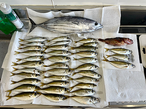 アジの釣果