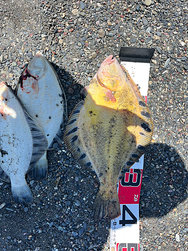 マツカワの釣果