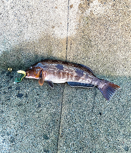 アイナメの釣果