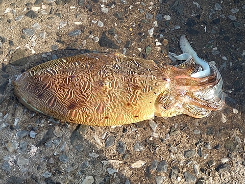 モンゴウイカの釣果