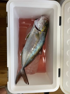 カンパチの釣果