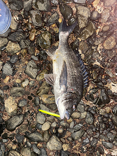 クロダイの釣果