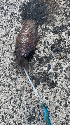 コウイカの釣果