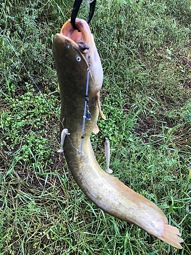 ナマズの釣果