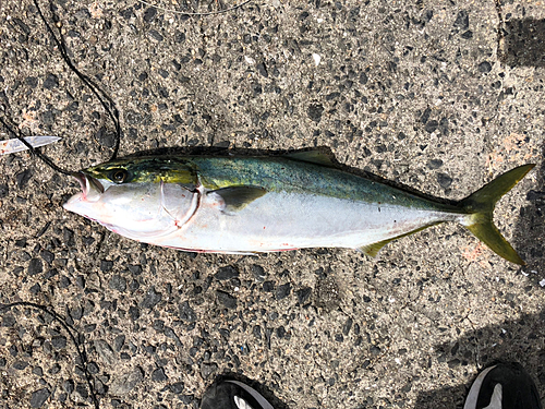 ハマチの釣果