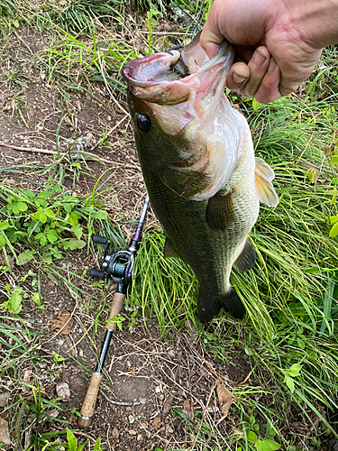 ラージマウスバスの釣果