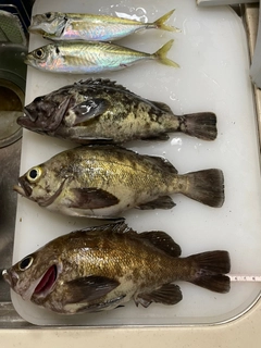 メバルの釣果