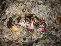 ムラソイの釣果