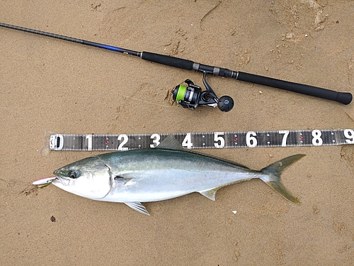 メジロの釣果