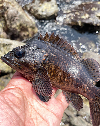 クロソイの釣果