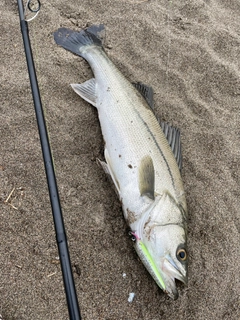 スズキの釣果