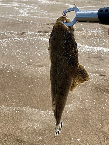 マゴチの釣果