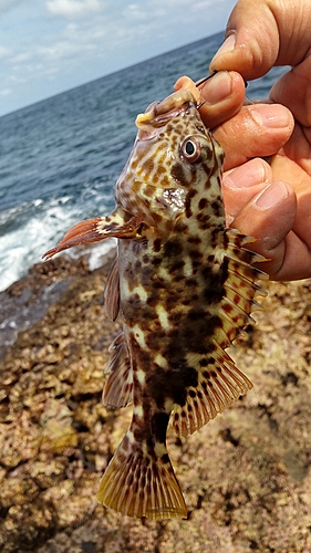 イソゴンベの釣果