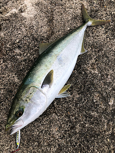 メジロの釣果