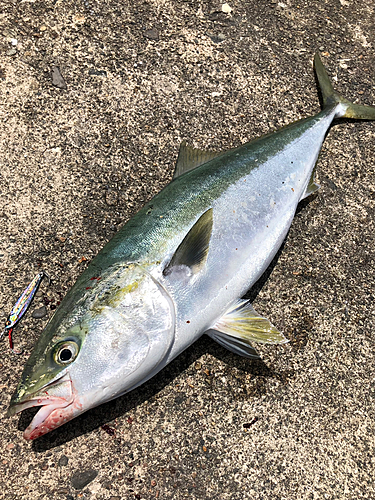 ブリの釣果