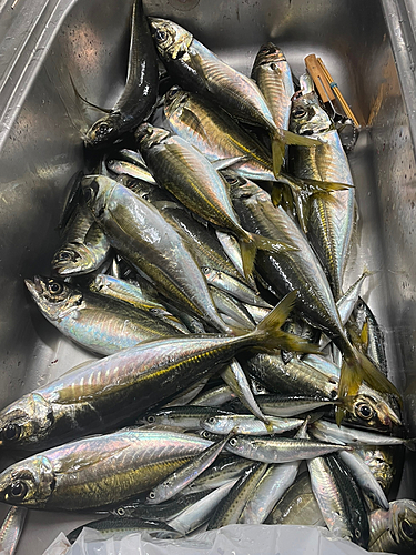 アジの釣果