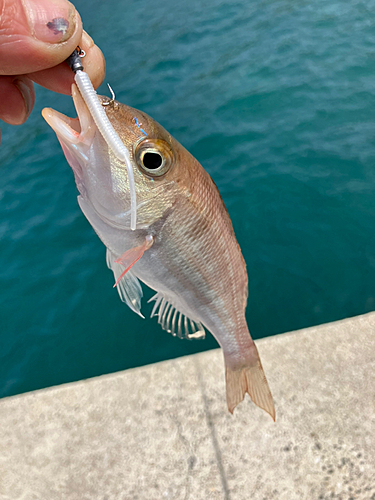 アラカブの釣果