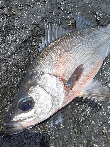 ヒラスズキの釣果