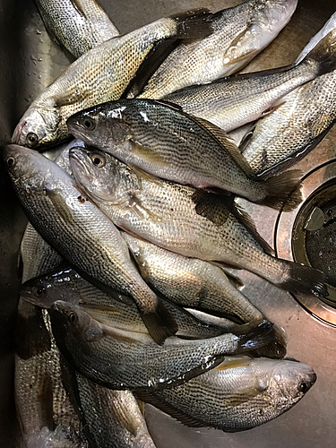 イシモチの釣果