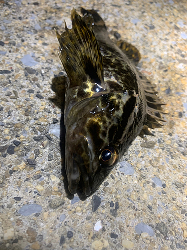 タケノコメバルの釣果