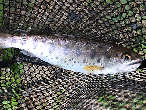 ヤマメの釣果