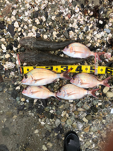 マダイの釣果