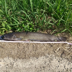 マナマズの釣果