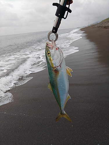 イナダの釣果