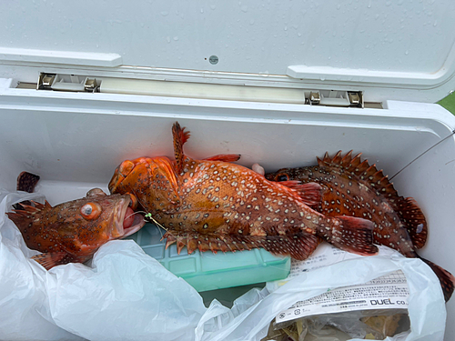 ウッカリカサゴの釣果