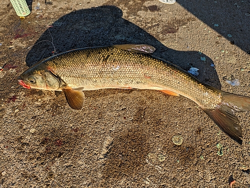 ウグイの釣果