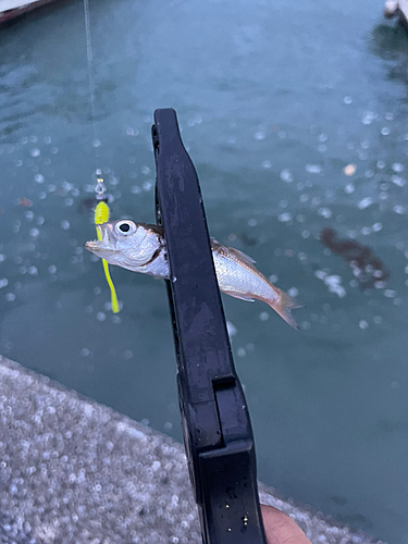 ムツの釣果